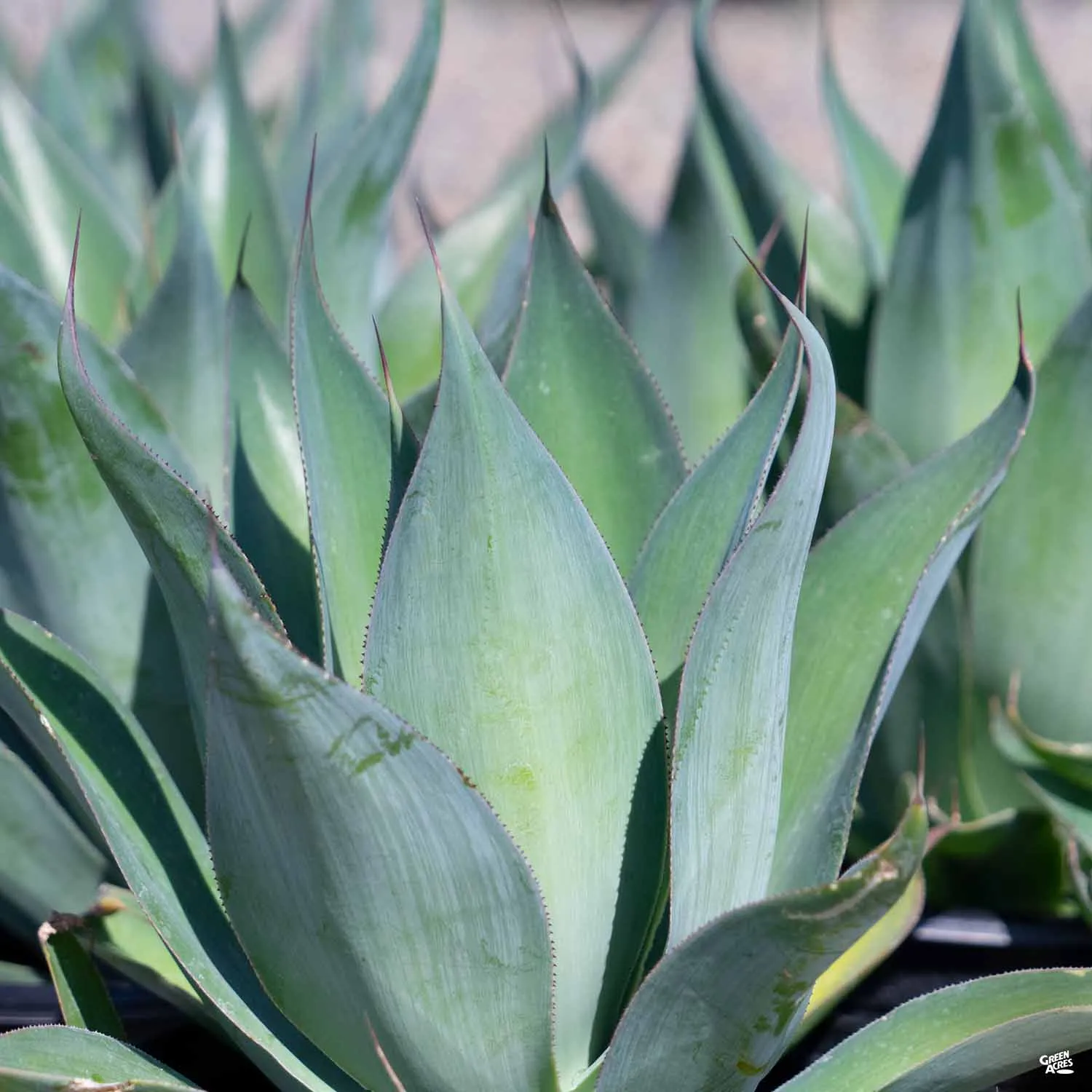 Agave 'Blue Flame'